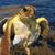 Rick Adams's profile image