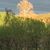 Sue Sowards's profile image
