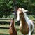 Joyce Lombardo's profile image