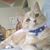 Suzanne Milton's profile image