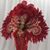 Stacey Cook Sapet's profile image