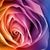 Carmen Figueroa Torres's profile image