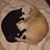 Carolyn Mitchell's profile image