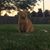Susan Carson-Stachowiak's profile image