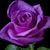 Martha J Rincon's profile image