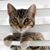 Laurie McMurtrey Butler's profile image