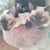 Pam Braam's profile image