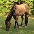 Wendy Murphy Cox's profile image