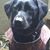 Annie Hambrick's profile image