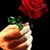 Dalia Rose Bee's profile image
