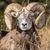 Matt Mettley's profile image