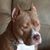 Tonja N Valari Tooley's profile image