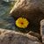 Cynthia Rodriguez's profile image