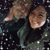 Christopher Kook's profile image