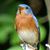 Gina Dyer's profile image