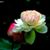 Thuy Nguyen's profile image