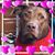 Chris Adams's profile image