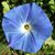 Carol Guttman's profile image