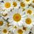 Lorena French's profile image