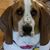 Nancy Neal Halvorson's profile image