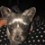 Pami Bailey's profile image