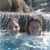 Tammy Cooley Lau's profile image