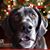 Sara Biese Hurt's profile image