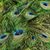 Nancy Olsen's profile image