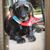 Gia Scavio-Schwartz's profile image