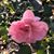 Karen Loux's profile image
