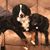 Tracy Liuzzi's profile image