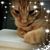 Ann Willett's profile image