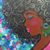 Riri Lewis's profile image