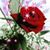 Shelly Neff's profile image