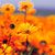 Carol Rae Bradford's profile image