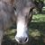 Ron Strickland's profile image