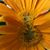 Sue Ambrose Green's profile image