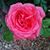 Teresa Fresquez's profile image