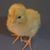 Jodie Brett's profile image