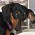 Donna Ann Puerini's profile image