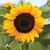 Moira Ann Canter's profile image
