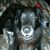 Elizabeth Short Elam's profile image