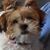 Nitsa Foundos's profile image