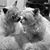 Susi Folse's profile image