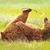 Debbie McDaniels Gordon's profile image