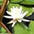 Lisa Polansky Schlater's profile image