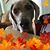 Janie Mohar's profile image