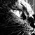 Gale Pierce's profile image