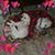 Melanie Melius's profile image