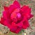 Dena Livingston's profile image